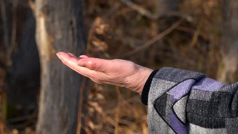 Feeding birds with hands Stock Footage 120239127