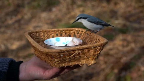 Feeding birds with hands Stock Footage 120240643