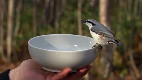 Feeding birds with hands Stock Footage 120242502