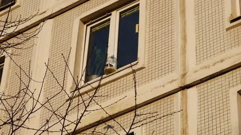 Feeding birds on the window of a multi-storey building. 스톡 동영상 236643583