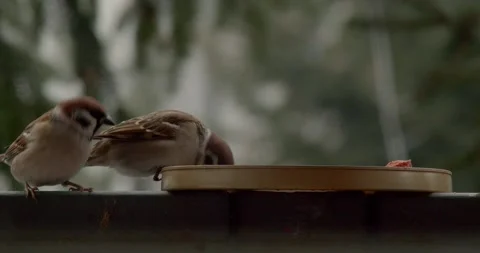 Feeding birds in the winter 60fps Video stock 257556089