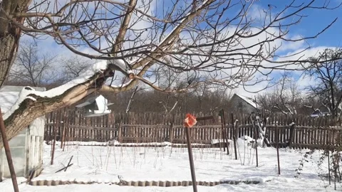 Feeding birds in winter. Eurasian blue tit feeding in winter time. Stock Footage 147623604