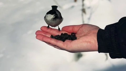 Feeding birds in winter. Video stock 73871395