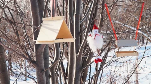 Feeding birds in the winter forest Stock Footage 147591159