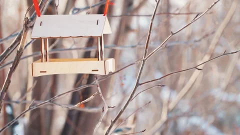Feeding birds in the winter forest Stock Footage 147591174