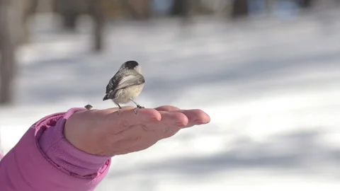 Feeding birds in the winter forest Stock Footage 218198533