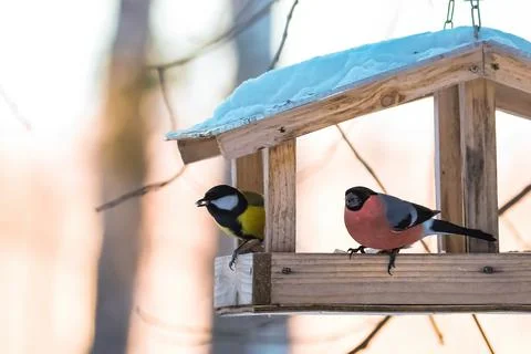 Feeding birds in winter. Garden birds Great Tit and Bullfinch eating seeds from Stock Photos