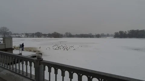 Feeding birds in winter.River embankment Stock Footage