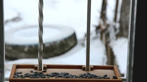 Feeding the birds.Tit at the trough Stock Footage 72603390