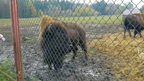 Feeding bison in the reserve. Stock Footage 166096145