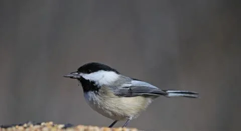Feeding Black-capped Chickadee Stock Photos