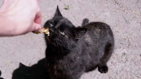 Feeding a black cat Stock-Footage 293195775