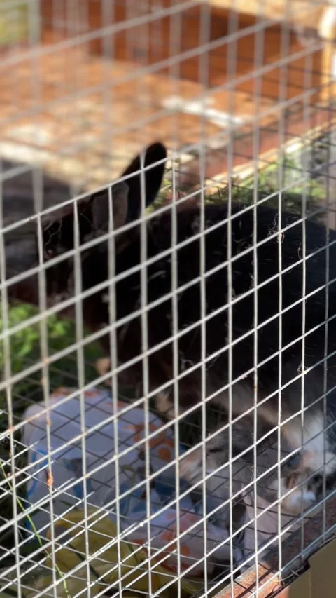 Feeding Black Rabbit with Carrot Through Cage Stock Footage 318708918