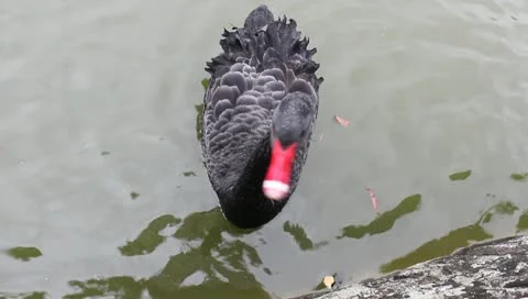 Feeding the black swan Stock Footage 10700371