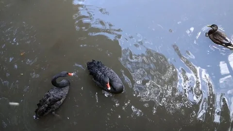 Feeding a black swan Stock Footage 107731096
