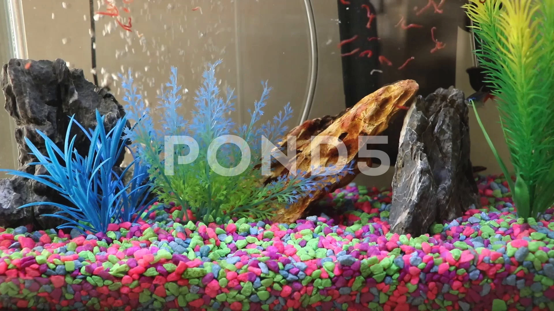 Neon tetra bloodworms sale