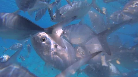 Feeding bread to a big school of silver fish Stock Footage 127022816