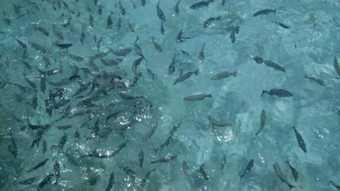 Feeding bread to the fish in the sea. Stock Footage 91250574