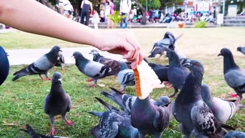 Feeding bread to pigeon in the park in slow motion, outdoor activities. Stock Footage 133551536