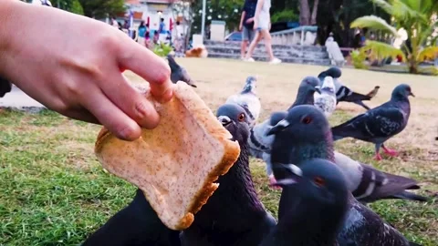 Feeding bread to pigeon in the park in slow motion, outdoor activities. Stock Footage 133551544