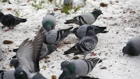 Feeding bread to pigeons in the park in winter Stock Footage 148283626