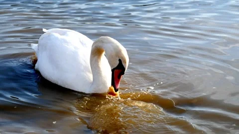 Feeding bread to a white swan in slow motion Stock Footage 246437615