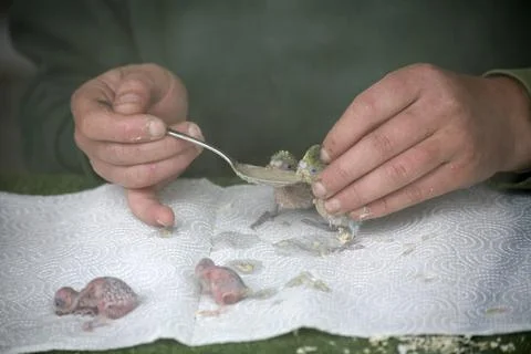 Feeding budgie chicks Stock Photos