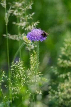 Feeding Bumblebee on a chive flower Stock Photos