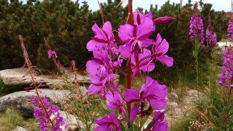 Feeding bumblebee on mountain bloom Stock Footage 107730637