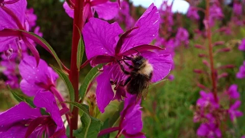 Feeding bumblebee on mountain bloom Video stock 107731186