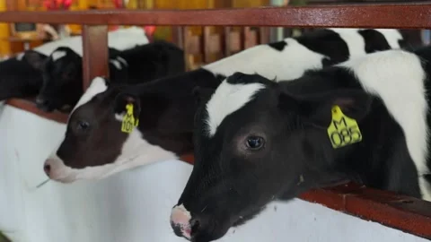 Feeding a calf in farm Stock Footage 300849929