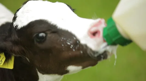 Feeding a calf by hand Stock Footage 67568961