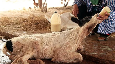 Feeding Calf4 Stock Footage 118757720