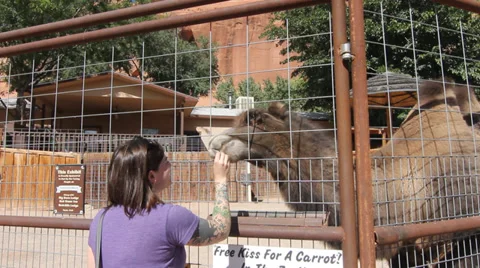 Feeding Camel Stock Footage 30369458