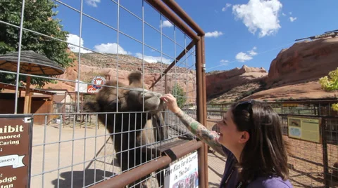 Feeding Camel Stock Footage 30370715