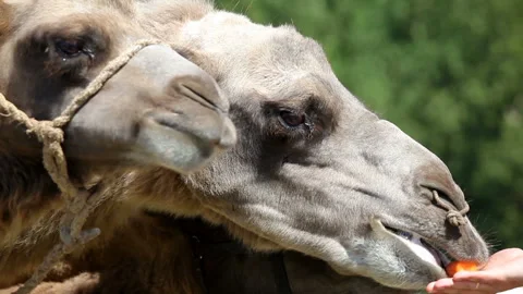 Feeding the camels Stock Footage 90854625