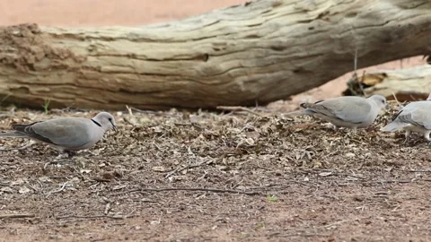 Feeding cape turtle-doves Stock Footage 142755216