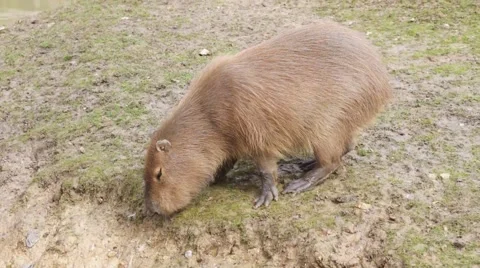 A feeding capybara Stock Footage 62227812