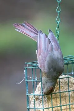 Feeding Cardinal Stock Photos