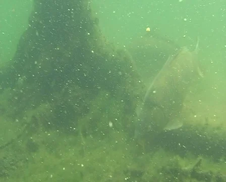 Feeding carp Stock Footage 977954