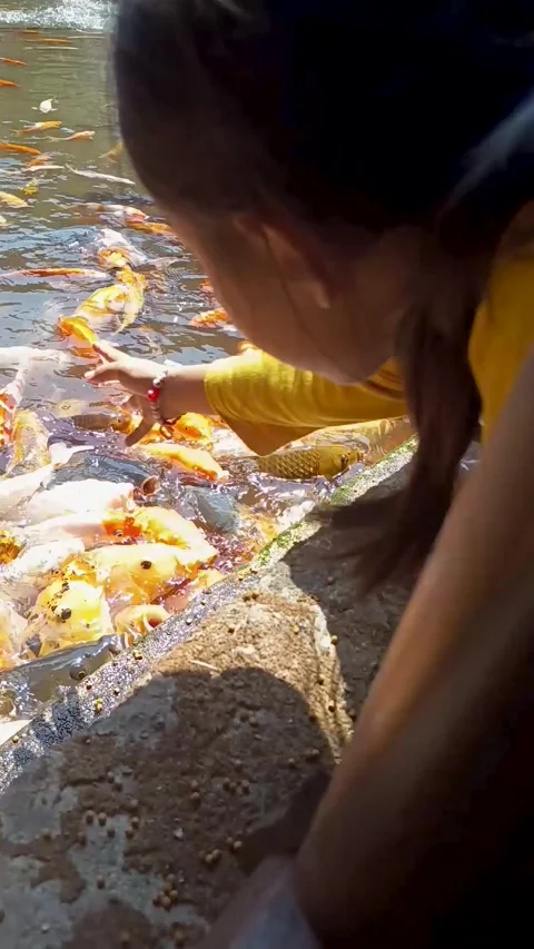 Feeding carp in the pond Stock Footage 310437050