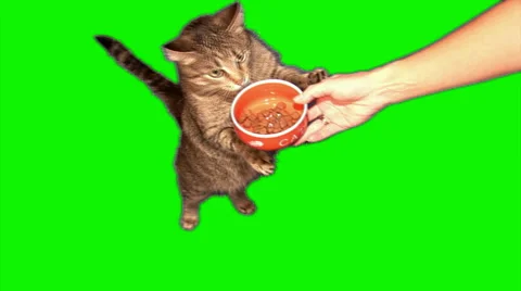 Feeding cat 01 Stock Footage 43461907