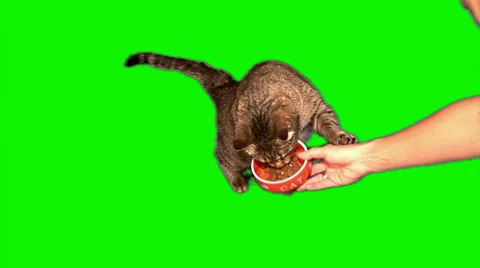 Feeding cat 03 Stock Footage 43462258