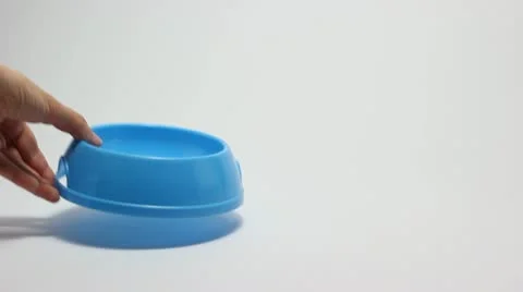 Feeding cat Video stock 12747980