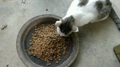 Feeding the cat Stock Footage 86717533