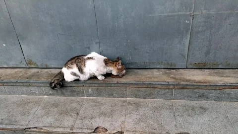 Feeding cat Stock Footage 281158620