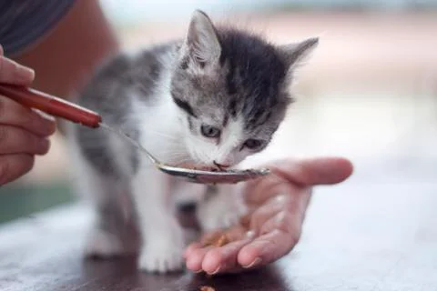 Feeding cat Stock Photos