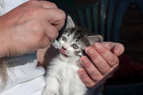 Feeding cat Stock Photos