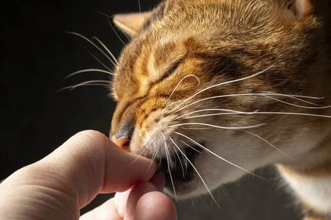 Feeding cat Stock Photos