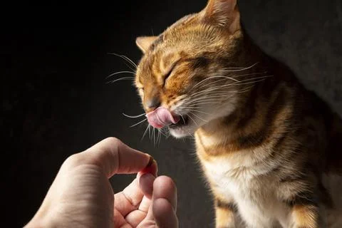 Feeding cat Stock Photos